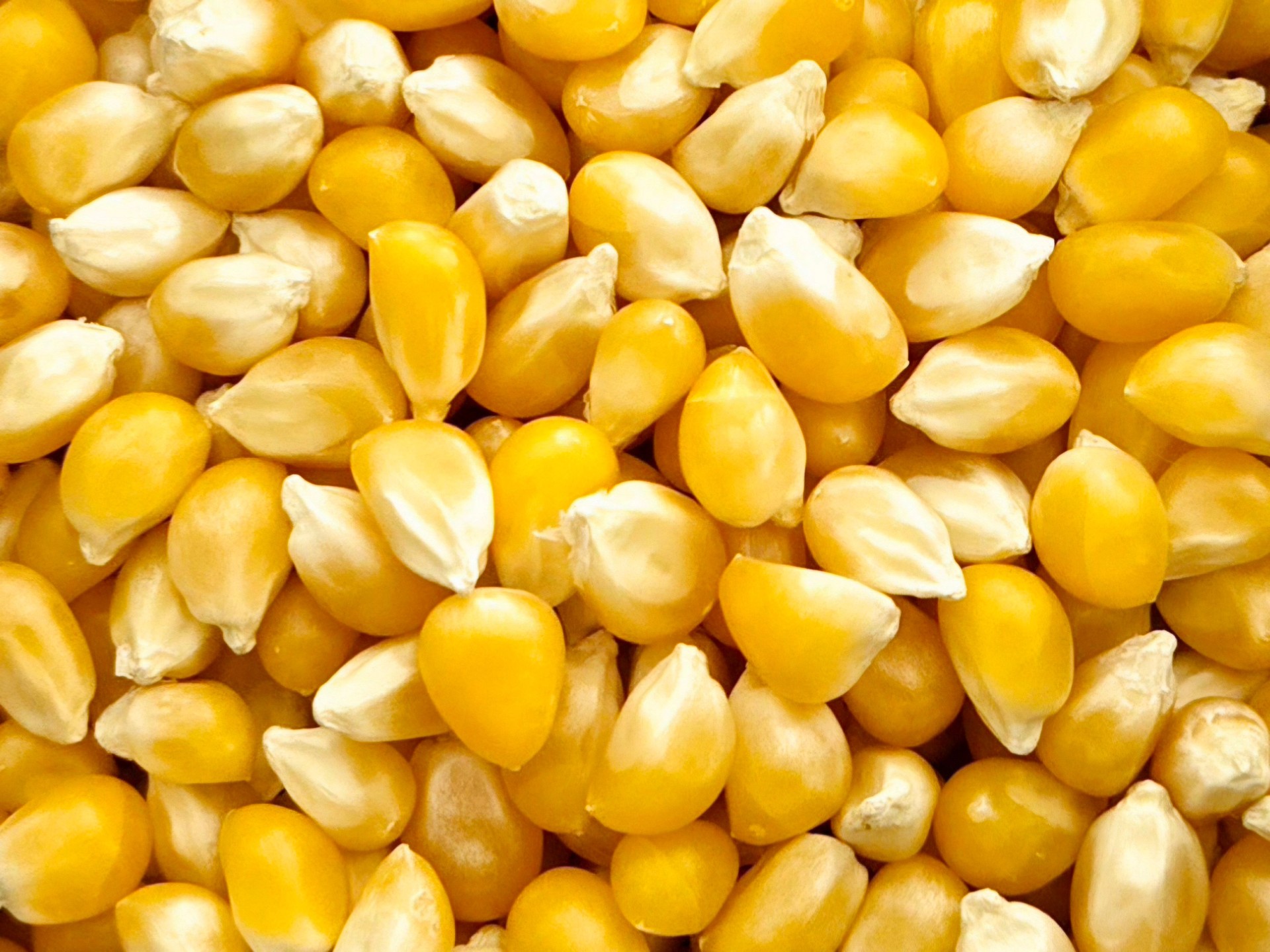 GMO Yellow Corn – Grade 2 (U.S. No. 2)