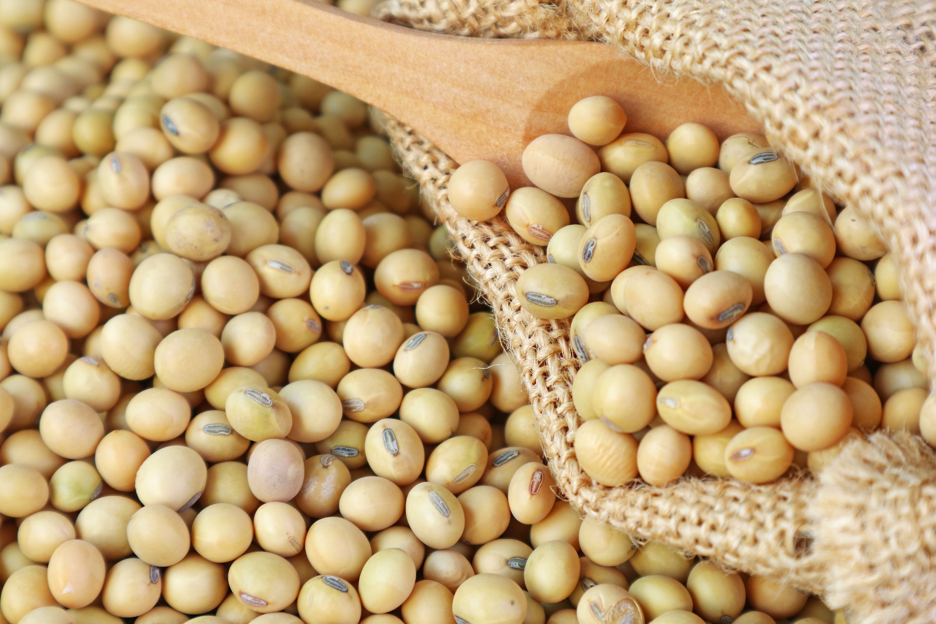 GMO Soybeans – Grade 2 (U.S. No. 2)