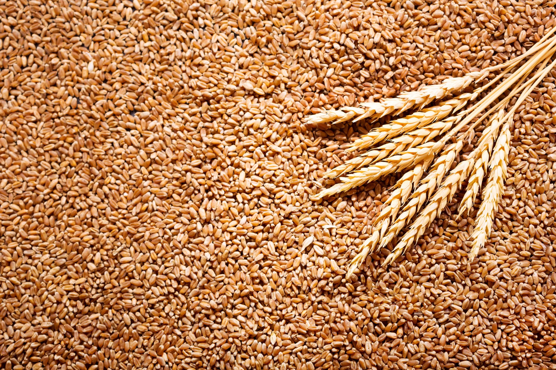 Hard Red Wheat – Grade #3 (U.S.)
